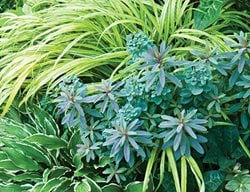 Shade Garden Pictures
Marjorie Harris Designs
Toronto, ON