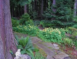 Shade Garden Pictures
Sea Cliff Gardens Bed & Breakfast
Port Angeles, WA