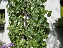 01 Grapes On Wall Of Belgian Garden
Garden Design
Calimesa, CA