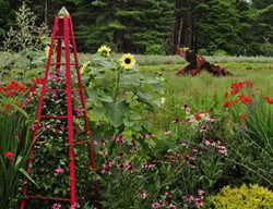 02_red_tuteur_crocosmia_echinacea_sunflower_pampenick_bedrockgardens
Bedrock Gardens
Lee, NH
