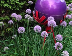 06_purple_globe__alliums_pampenick_bedrockgardens
Garden Design
Calimesa, CA