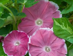 11. Ipomoea Nil ‘yuuzuki’ (japanese Morning Glory)
Garden Design
Calimesa, CA