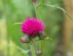 1185929
Garden Design
Calimesa, CA