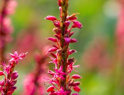 1208352
Garden Design
Calimesa, CA