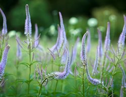 2003473
Garden Design
Calimesa, CA
