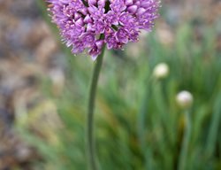 2003612
Garden Design
Calimesa, CA