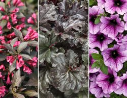 2018, Award Winning Plants
Proven Winners
Sycamore, IL