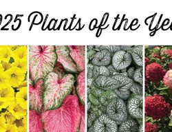 2025 Plants Of The Year
Proven Winners
Sycamore, IL