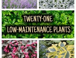 21 Low-Maintenance Plants Graphic
Garden Design
Calimesa, CA