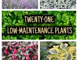 21 Low-Maintenance Plants Graphic
Garden Design
Calimesa, CA