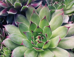 30th Annual So. Cal. Spring Garden Show
Garden Design
Calimesa, CA