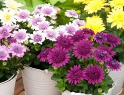 4d African Daisy, Osteospermum Hybrid
Ball Horticultural Company
Chicago, IL