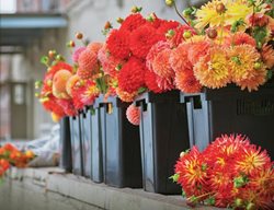 50 Mile Bouquet
Garden Design
Calimesa, CA