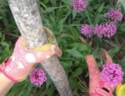  8 Tools For The Beginner Gardener 
Garden Design
Calimesa, CA