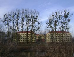 800px-Poland
Garden Design
Calimesa, CA