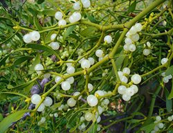 800px-Viscum_album_002
Garden Design
Calimesa, CA