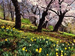 9/11 Daffodil Project, New York Parks
Lynden Miller
