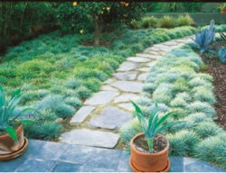 A Blue Fescue Sward By A Path.
Garden Design
Calimesa, CA