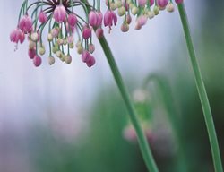 A . C E R N U U M
Garden Design
Calimesa, CA