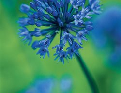 A. Caeruleum
Garden Design
Calimesa, CA