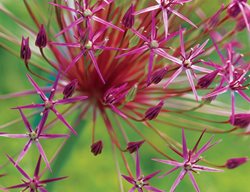 A. Cristophii
Garden Design
Calimesa, CA