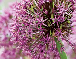 A . Hollandicum "purple Sensation'
Garden Design
Calimesa, CA