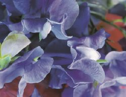 A Midblue Cuthbertson
Garden Design
Calimesa, CA