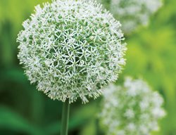 A. 'mount Everest'
Garden Design
Calimesa, CA