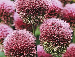 A. Sphaerocephalon
Garden Design
Calimesa, CA