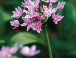 A. Unifolium
Garden Design
Calimesa, CA