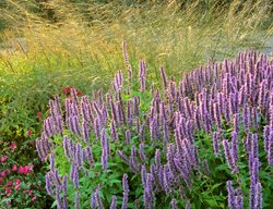 Aagt01002a
Garden Design
Calimesa, CA