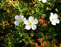 Abbotswood Potentilla, Potentilla Fruticosa, White Flower
Shutterstock.com
New York, NY