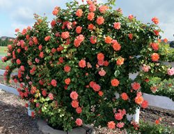 Above All Rose, Climbing Rose
Weeks Roses
Wasco, CA