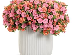 Acapulco Sun Container Recipe, Peach And Pink Flowers
Proven Winners
Sycamore, IL