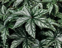 Accents Pegasus, Begonia Rex, Begonias
Proven Winners
Sycamore, IL