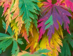 Acer Japonicum, Aconitifolium, Variegated Leaf
Garden Design
Calimesa, CA