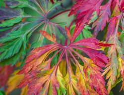 Acer Japonicum, Green Cascade, Colorful Leaf
Garden Design
Calimesa, CA