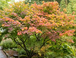 Acer Japonicum, Vitifolium, Japanese Maple, Tree
Shutterstock.com
New York, NY