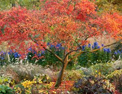 Acer Palmatum, Aureum, Japanese Maple, Orange Leaves, Tree
Garden Design
Calimesa, CA