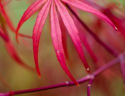 Acer Palmatum, Beni Otake, Red Branch, Japanese Maple
Garden Design
Calimesa, CA
