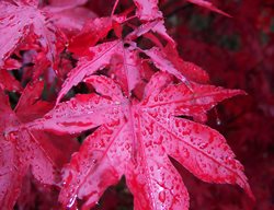 Acer Palmatum, Bloodgood, Red Leaf, Japanese Maple
Shutterstock.com
New York, NY