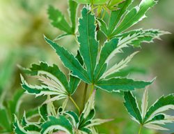 Acer Palmatum, Butterfly, Green And White Leaf
Garden Design
Calimesa, CA