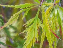Acer Palmatum, Lemon Chiffon, Yellow-Green Leaf
Garden Design
Calimesa, CA