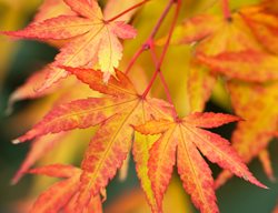 Acer Palmatum ‘sango Kaku’, Orange And Yellow Leaf, Japanese Maple, Tree
Garden Design
Calimesa, CA