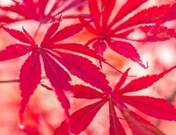 Acer Palmatum, Suminagashi, Red Leaf, Japanese Maple
Garden Design
Calimesa, CA
