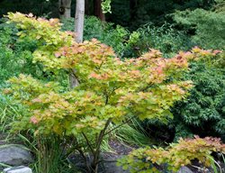 Acer Shirasawanum
Alamy Stock Photo
Brooklyn, NY