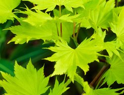 Acer Shirasawanum, Aureum, Chartreuse Leaf, Japanese Maple
Garden Design
Calimesa, CA