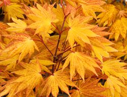 Acer Shirasawanum, Autumn Moon, Gold Leaf
Garden Design
Calimesa, CA