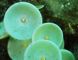 Acetabularia_meditarranea
Garden Design
Calimesa, CA