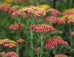 Achillea Millefolium, Paprika
Shutterstock.com
New York, NY